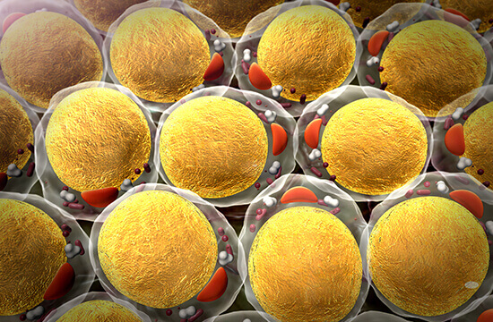 Fatty Acid Analysis