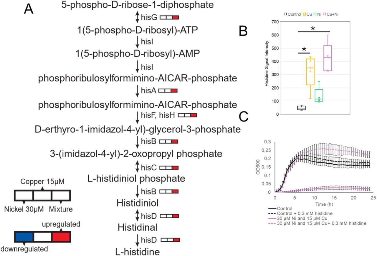 Bar chart of intracellular metabolite levels from metabolomic analysis of synergistic heavy metal toxicity.