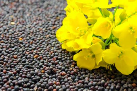 Lipid Accumulation During Seed Development