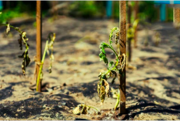 Plant Abiotic Stress