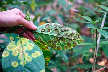 Plant-Microbe Interactions