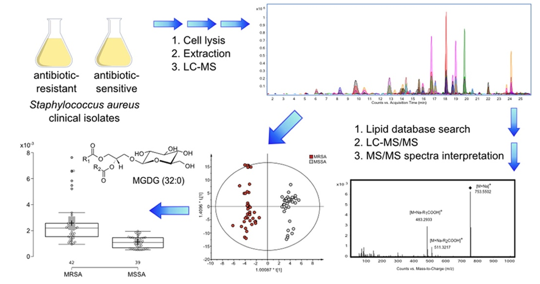 Differences in the lipid pattern among staphylococcus aureus resistant and sensitive to Antibiotics
