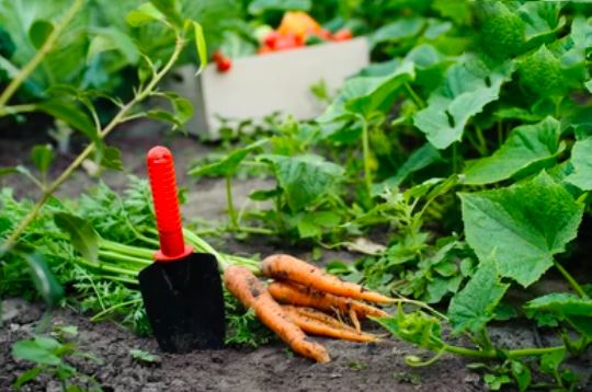 Food Origin Identification