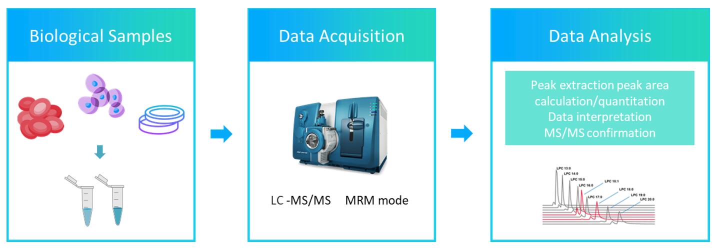 The workflow of globoside analysis service
