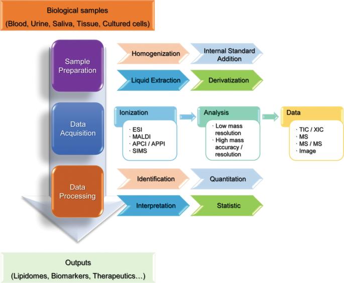 Lipidomics Analysis Process (Wang et al., 2021)