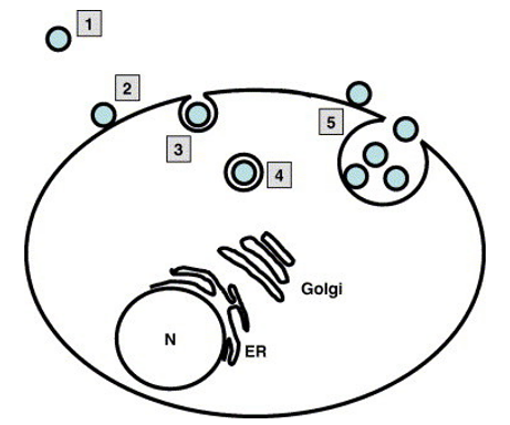 Stages of host–pathogen interactions-1, Extracellular/free state; 2, docking; 3, invasion/uptake; 4, intracellular state/persistence/fusion/replication; 5, budding/escape from host cell