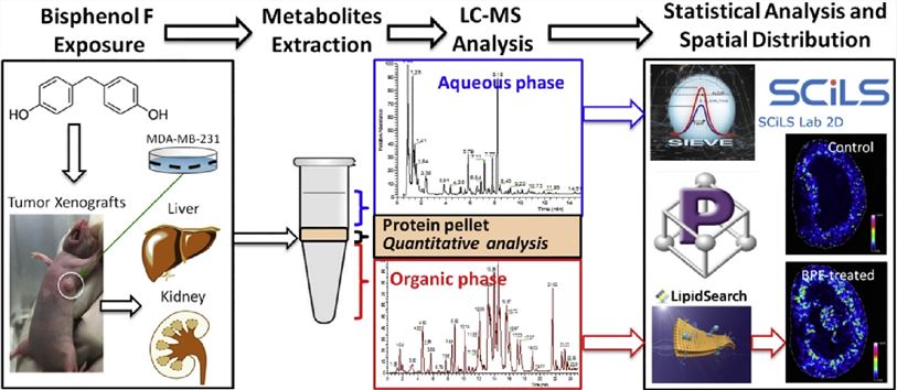 Toxicological mechanisms of bisphenol F in breast cancer xenografts