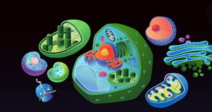 Plant Subcellular Compartments Untargeted Lipidomics