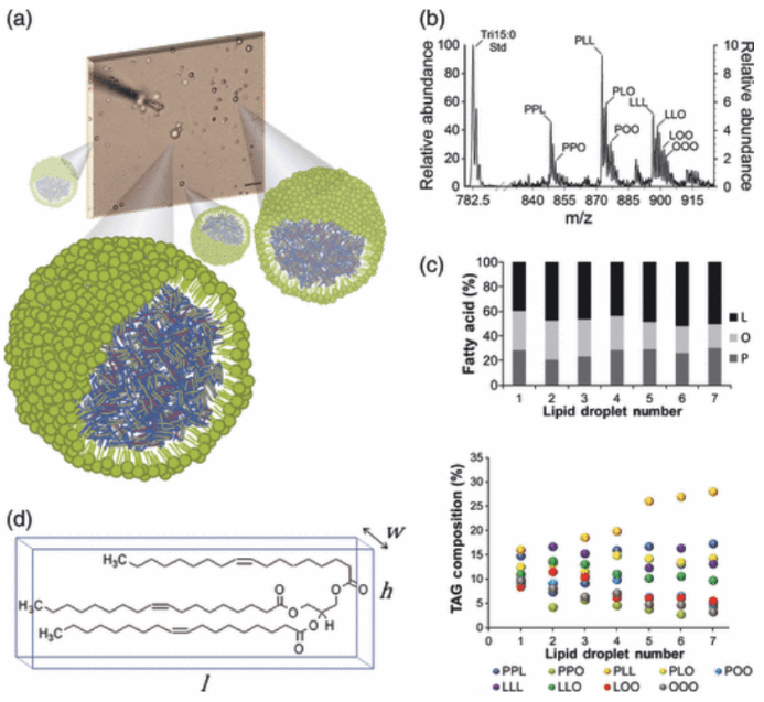 Plant Subcellular Compartments Untargeted Lipidomics