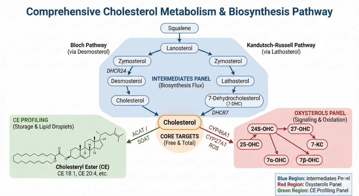 Cholesterol metabolism diagram illustrating biosynthesis intermediates, oxysterols, and cholesteryl ester profiling panels.