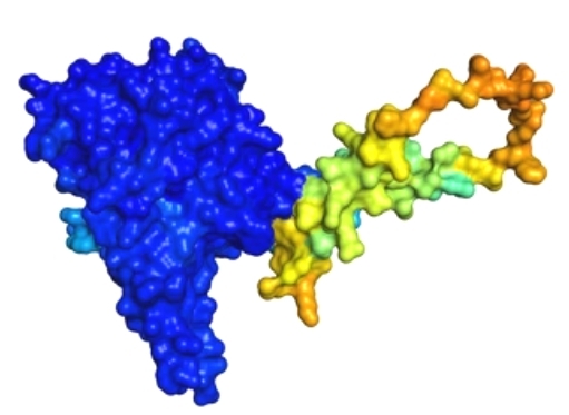 Diacylglycerol: Structure, Functions, and Analytical Methods