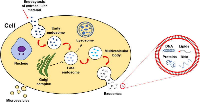Exosome Lipidomics: Understanding the Role of Lipids in Exosome Therapies