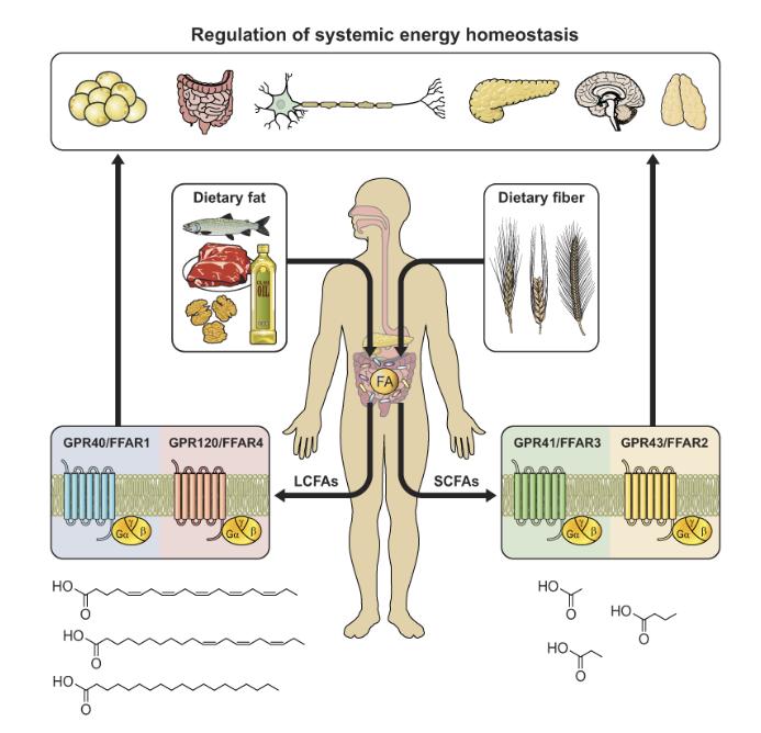 Free Fatty Acids: Structure, Metabolism, Functions, and Measurement