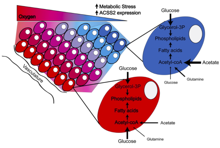 Acetyl-CoA Synthetase 2 Promotes Acetate Utilization and Maintains Cancer Cell Growth