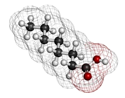 Medium Chain Fatty Acids: Metabolism, Health Benefits, and Analytical Methods