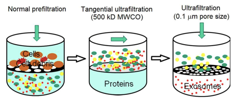 Mitochondrial Isolation