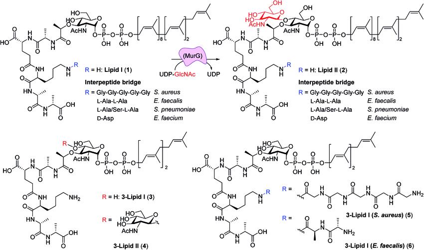 Natural Lipids: Structure, Function, and Applications