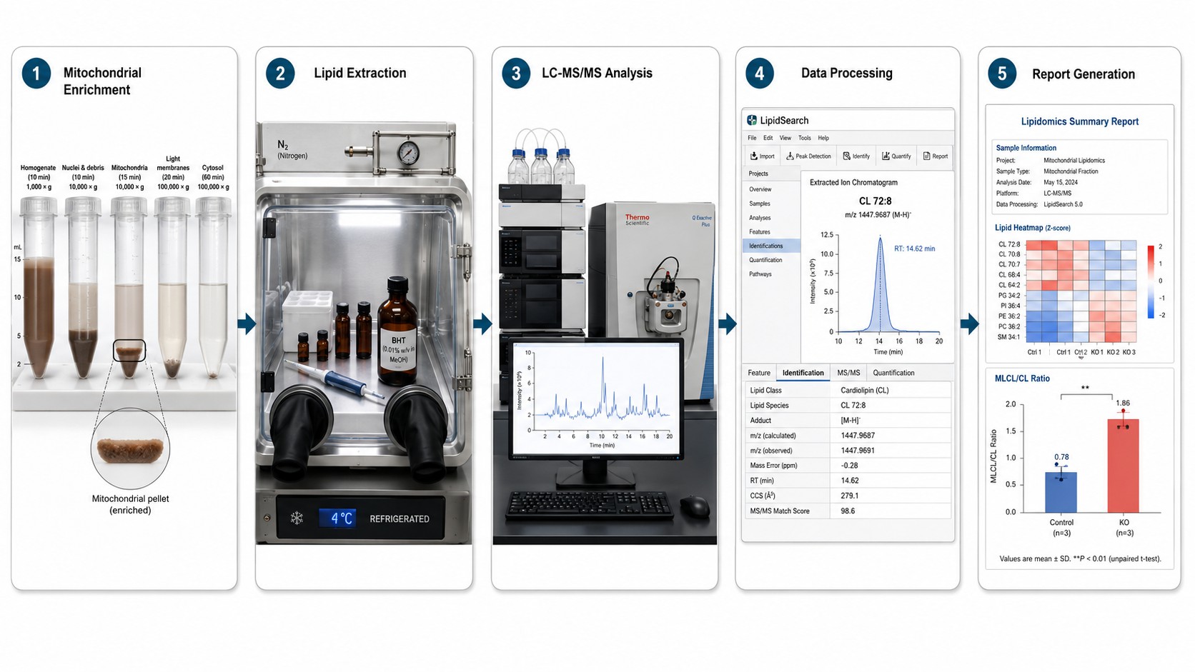 Cardiolipin analysis workflow