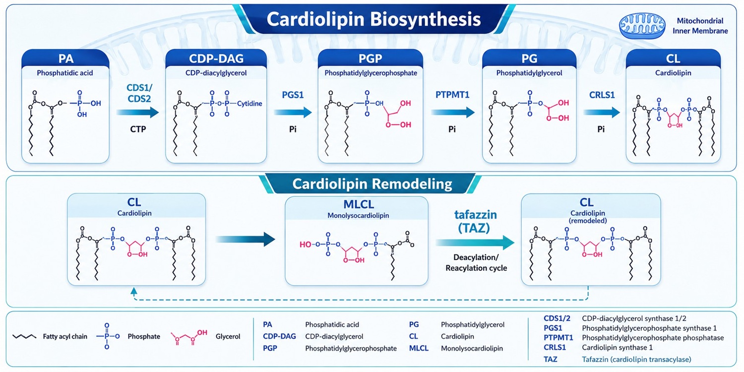 Cardiolipin biosynthesis and remodeling pathway