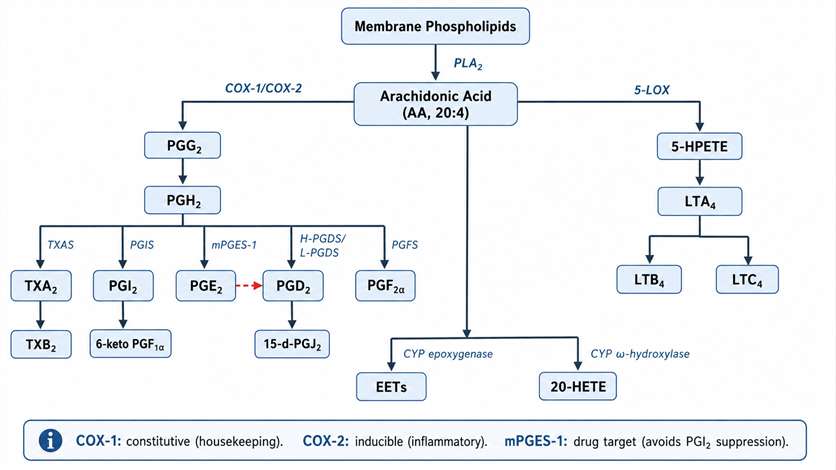 Arachidonic acid cascade: COX, LOX, and CYP450 pathways with prostaglandin, leukotriene, and EET biosynthesis