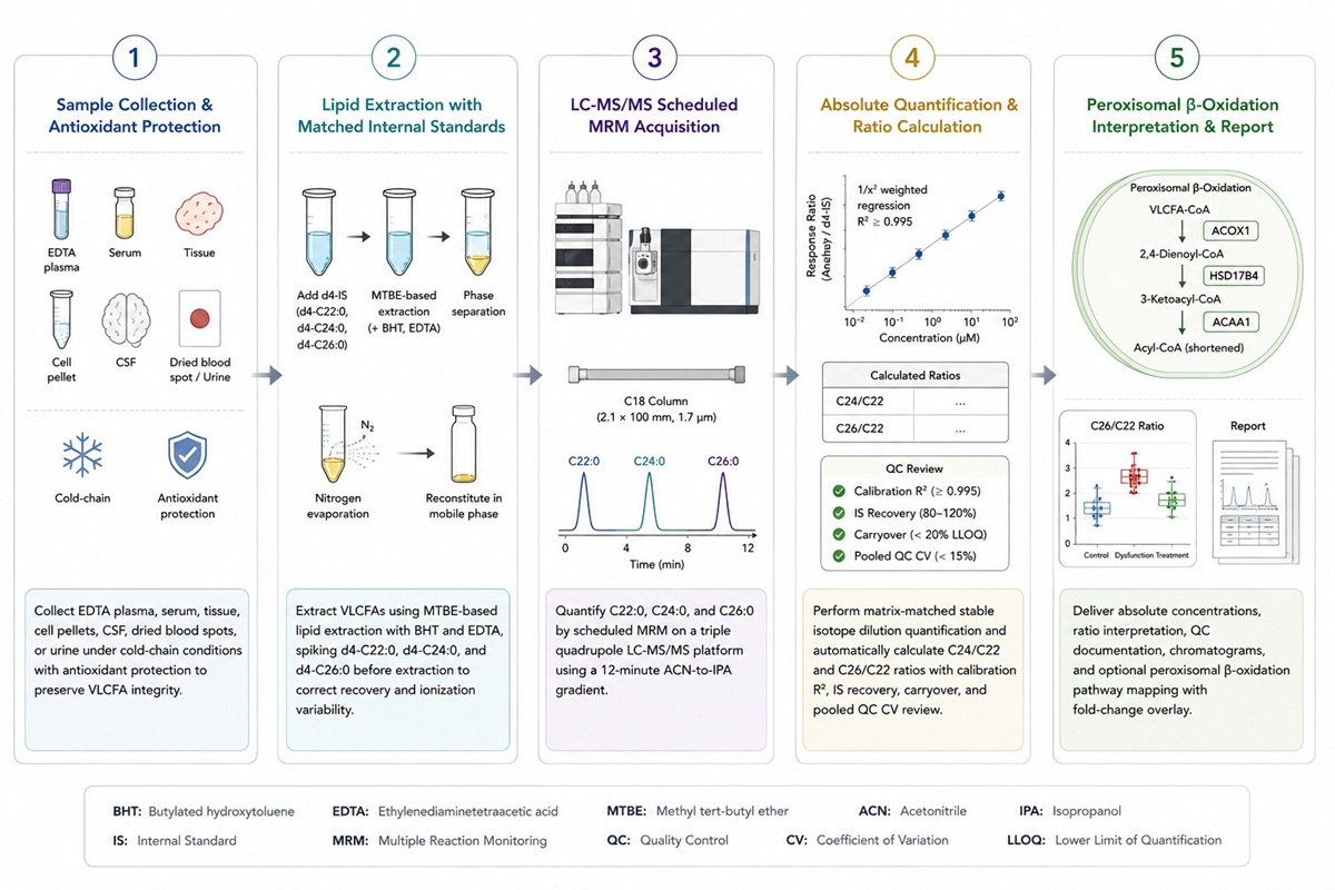 VLCFA Targeted Lipidomics Workflow — from sample preparation through LC-MS/MS MRM to quantitative report
