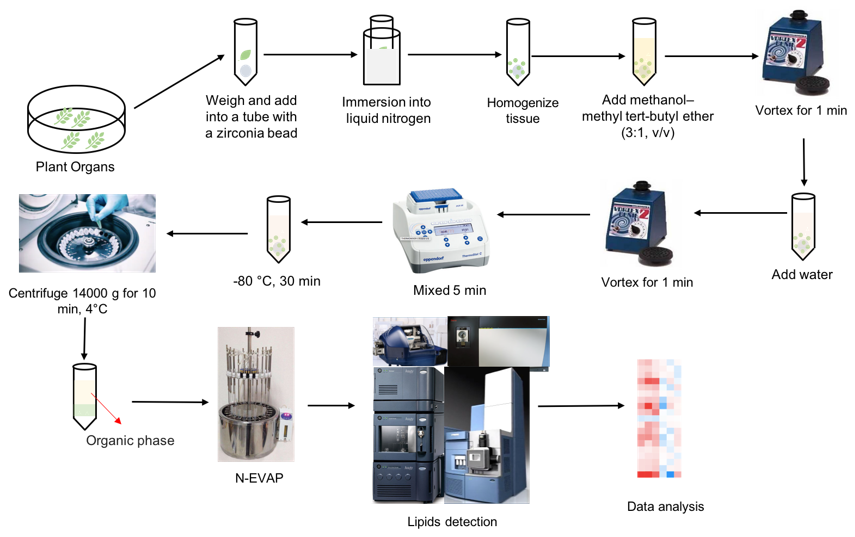 Plant Vegetative Organs Untargeted Lipidomics
