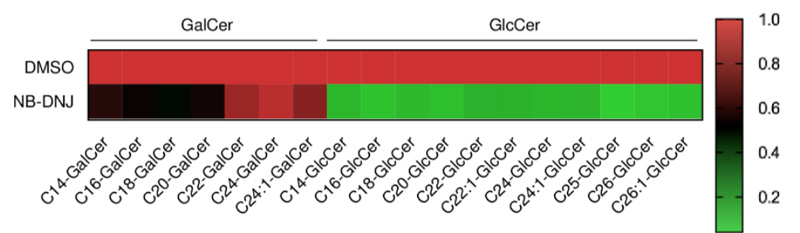 Heat map showing intracellular GalCer and GlcCer levels in 293T cells with and without NB-DNJ treatment.