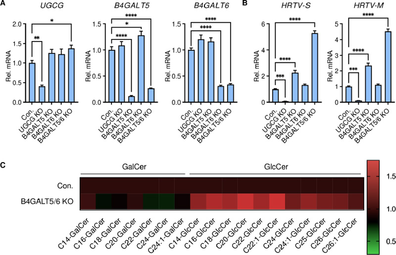 Figure illustrating that downstream glycosphingolipids are not required for infection, supporting GlcCer-centered pathway interpretation.