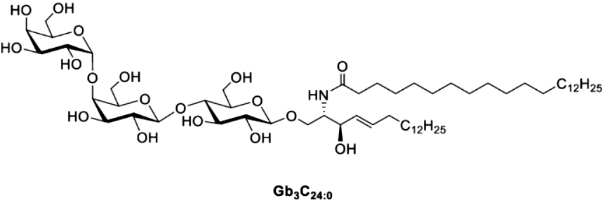 What is Globoside?
