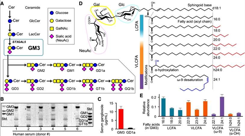 What is GM3 Ganglioside?