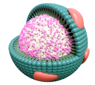 What is Lipoprotein?
