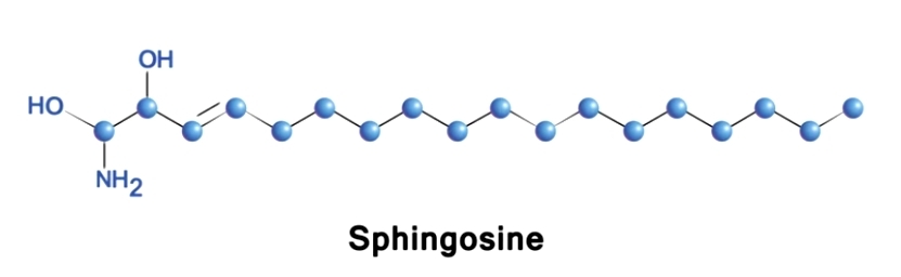 What is Sphingosine?