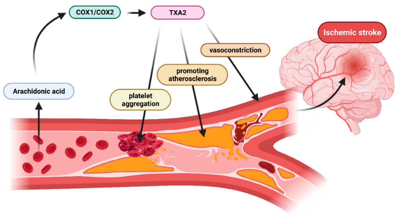 What is Thromboxane?