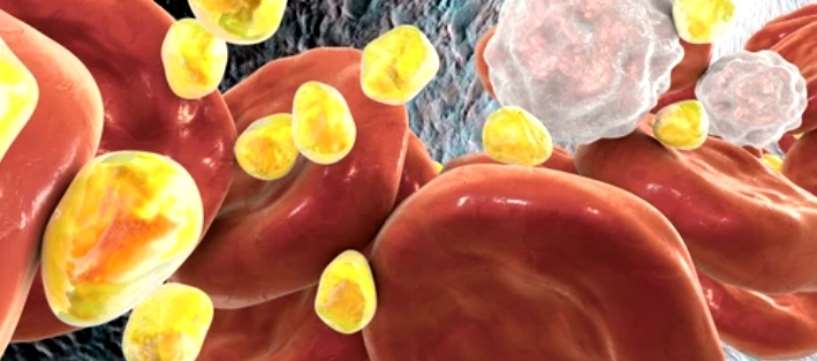 What is Triacylglycerol?